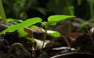 Скачать видео: 绿色嫰芽生长植物破土而出特写延时拍摄视频