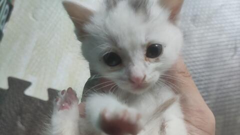 宿舍养猫日常 1 哔哩哔哩 Bilibili 宿舍养猫日常 1 哔哩哔哩 Bilibili