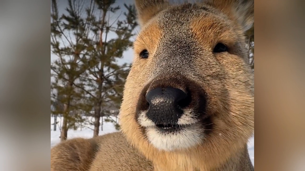 安静欣赏大东北神兽鼓鼓的腮帮子,它吧唧嘴咋这么好看涅