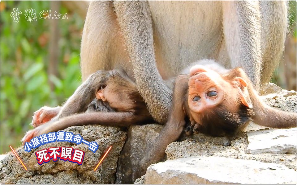 [图]小猴裆部遭致命一击，死了不能瞑目，最难受是猴妈