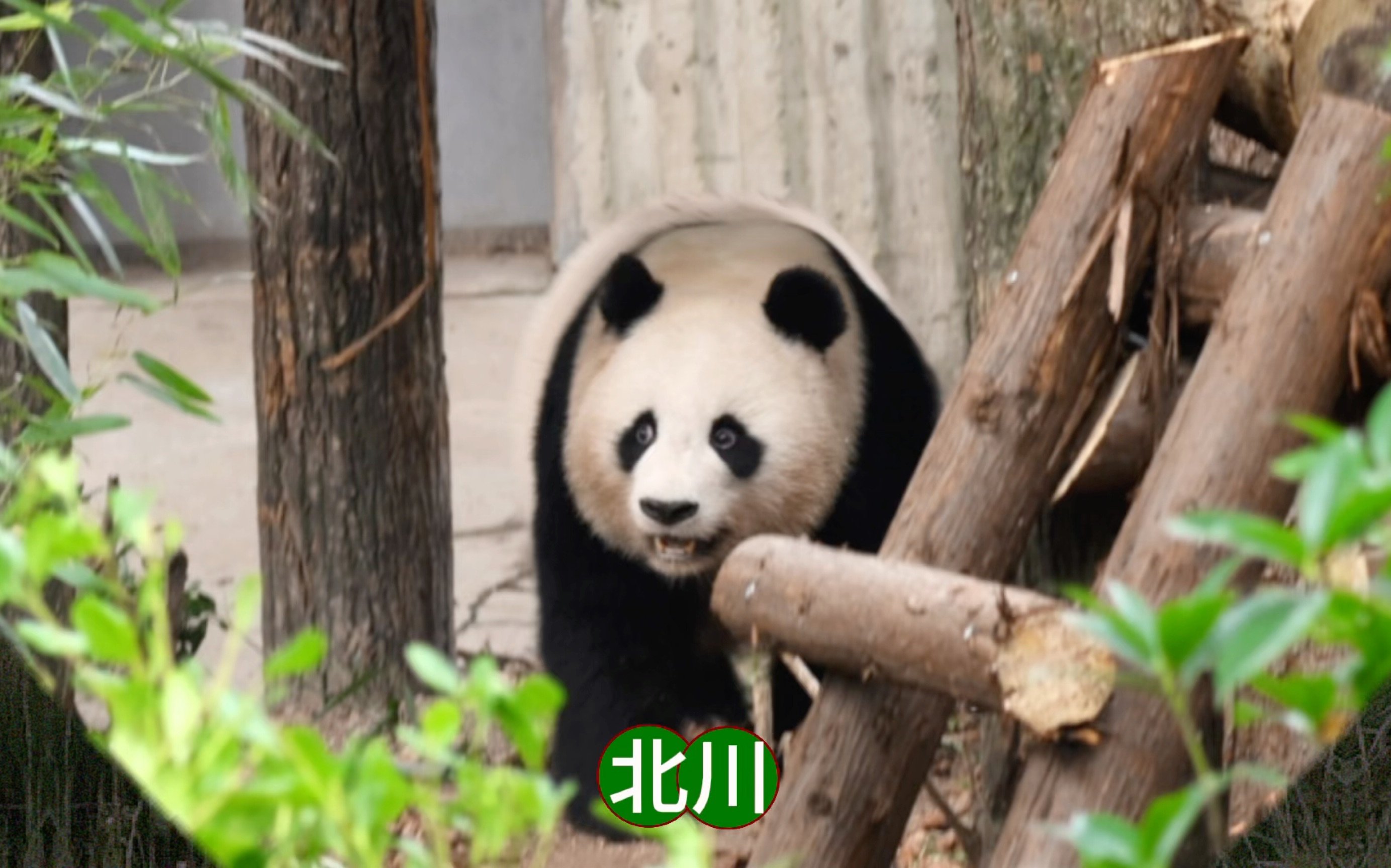 大熊猫雅莉的孩子图片