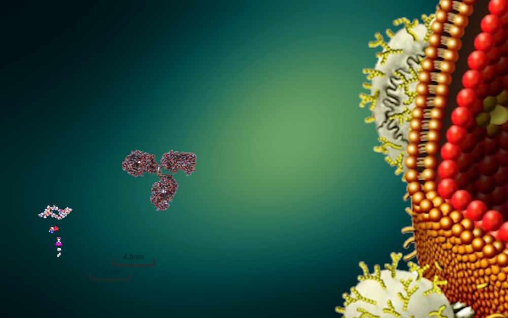 【比大小时间】各种分子的真实形状和大小【自制】(从氢气到蛋白质)