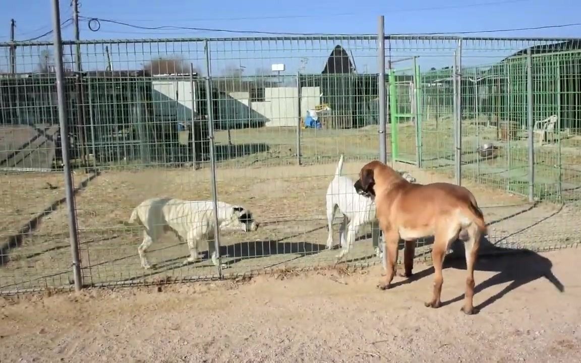 [图]【土佐犬】土佐与猎犬之王杜高