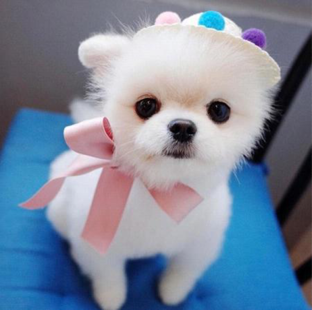 小宠物_哔哩哔哩 (゜-゜)つロ 干杯~-bilibili