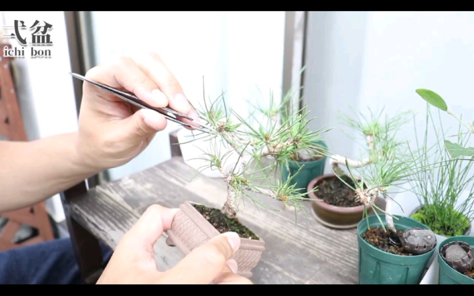 黑松赤松逼芽后的二次摘芽,很重要的工作哦!