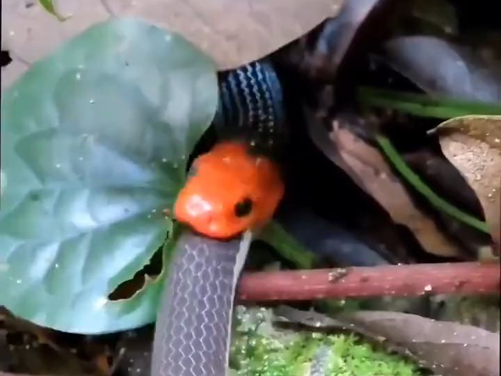 一条蓝色马来亚珊瑚蛇