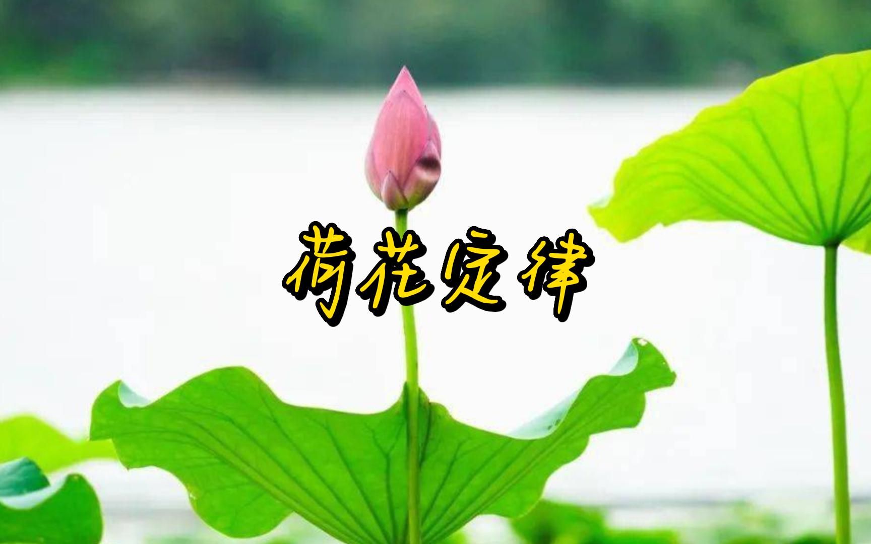 荷花定律,多少天池塘里的荷花会开满一半?