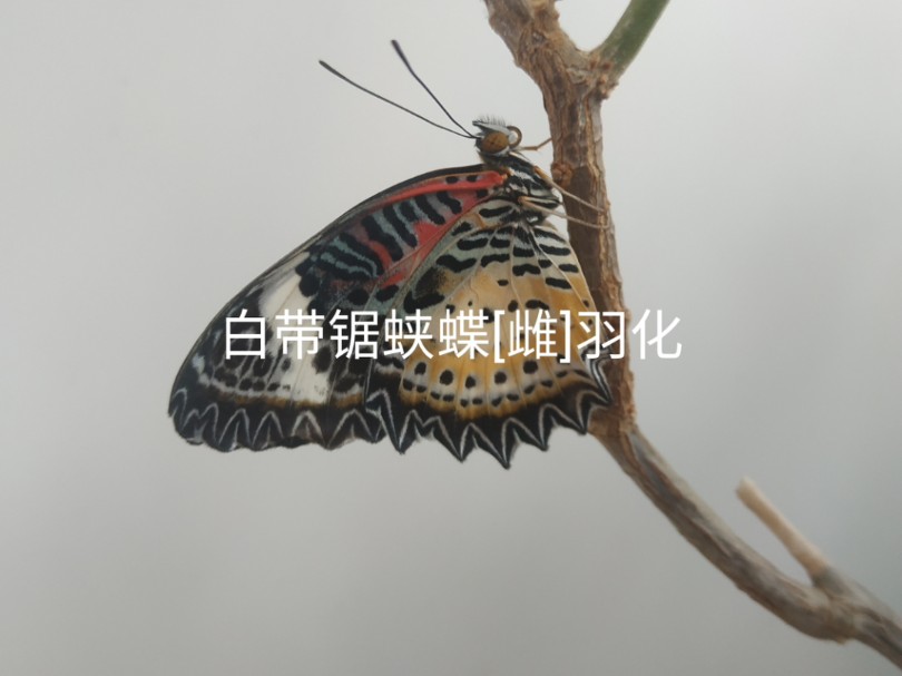 白带锯蛱蝶[雌]羽化