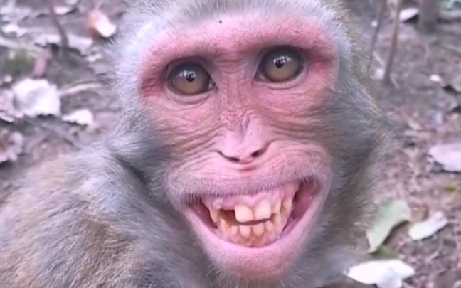 猴子咧嘴笑的图片原图图片