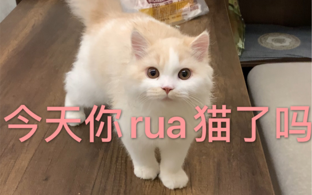 进来rua猫!完全不反抗的那种哔哩哔哩bilibili