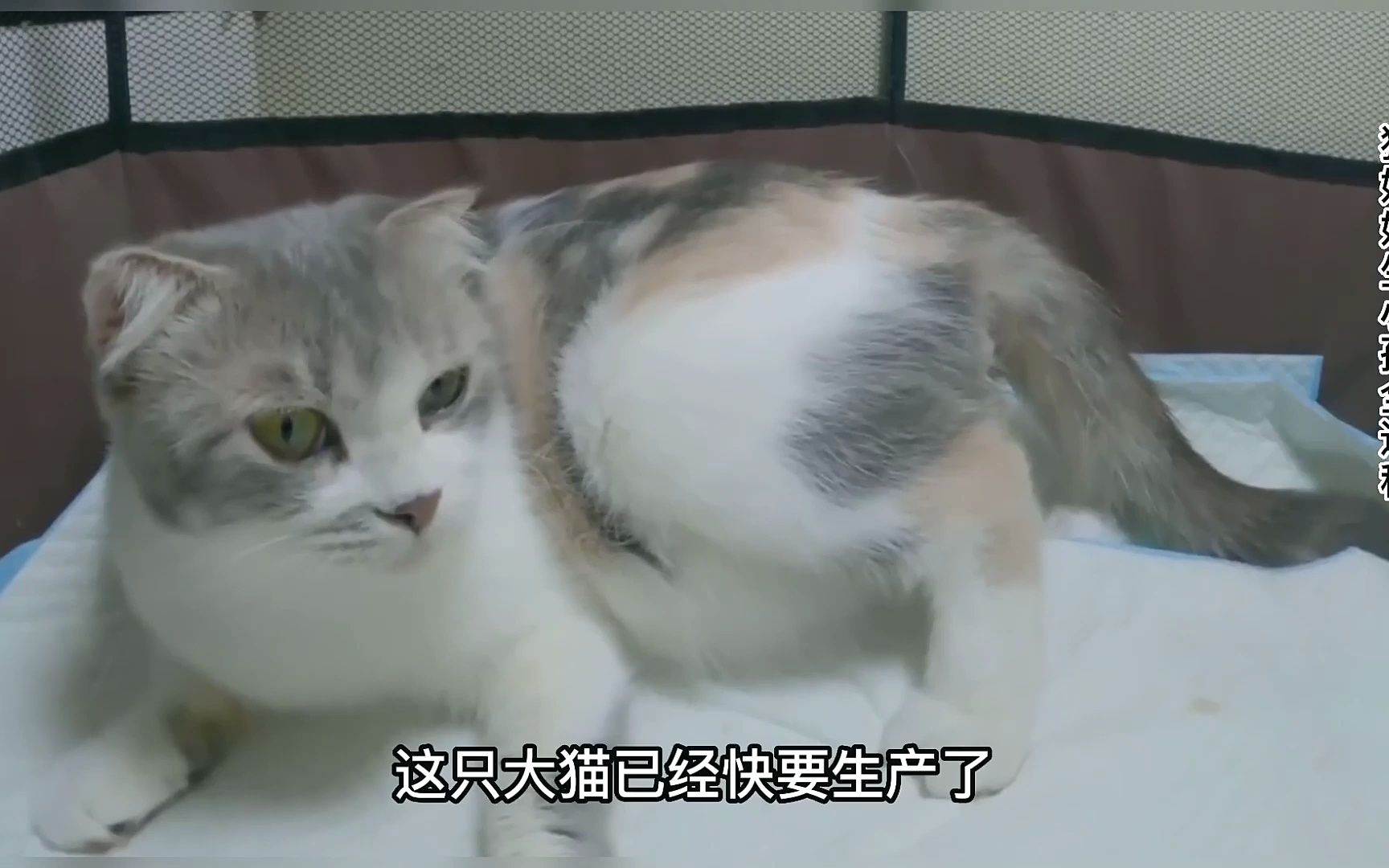 18. 猫妈妈生孩子全过程,就像拉便便一样自然,猫爸爸急坏了哔哩哔哩bilibili