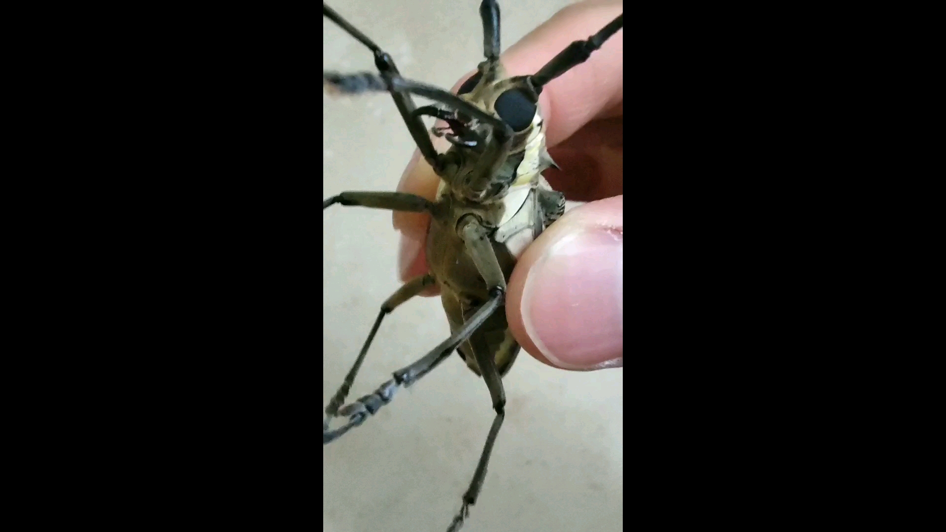 天牛云斑白条天牛