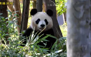 下载视频: 美颜暴击小甜菜！