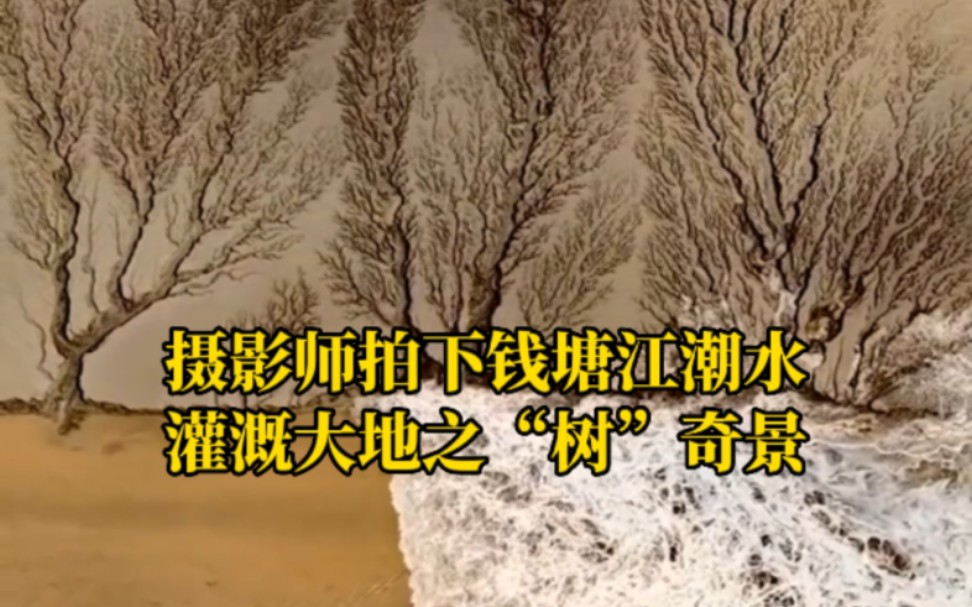 摄影师拍下钱塘江潮水灌溉大地之“树”奇景，美绝了