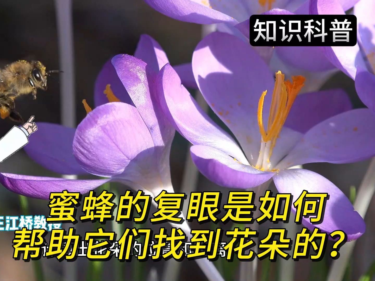 [图]蜜蜂的复眼是如何帮助它们找到花朵的？