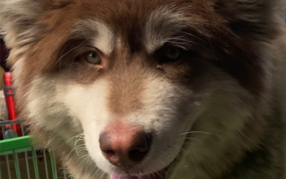 红十字阿拉斯加