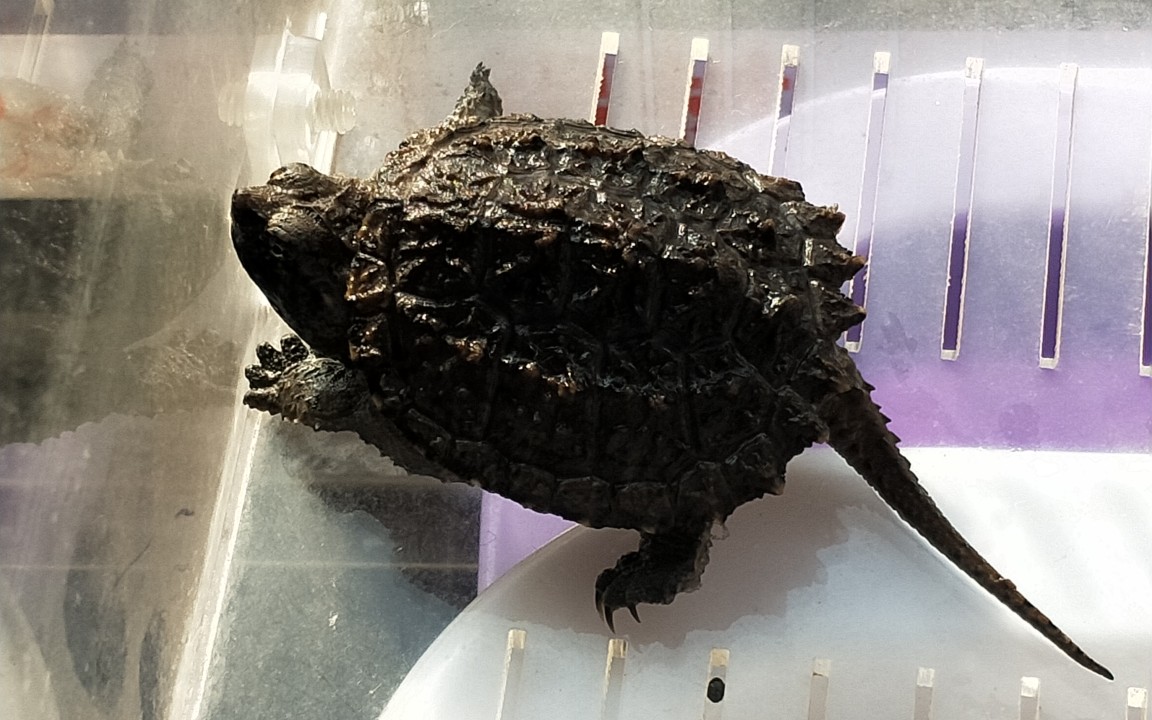 龟苗短视频合集(中美,佛鳄)