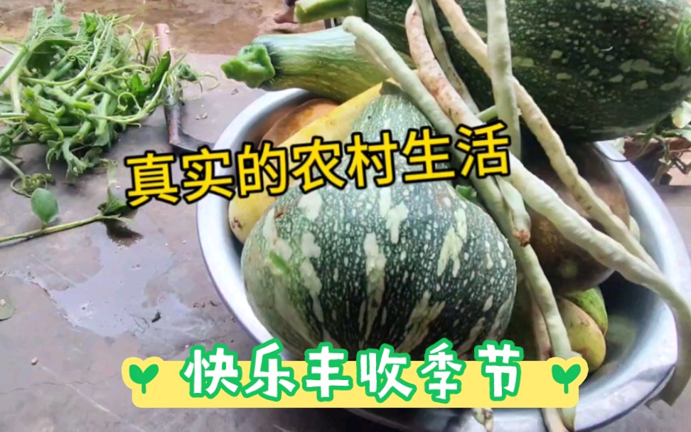 [图]真实的农村生活，快乐的丰收季节。