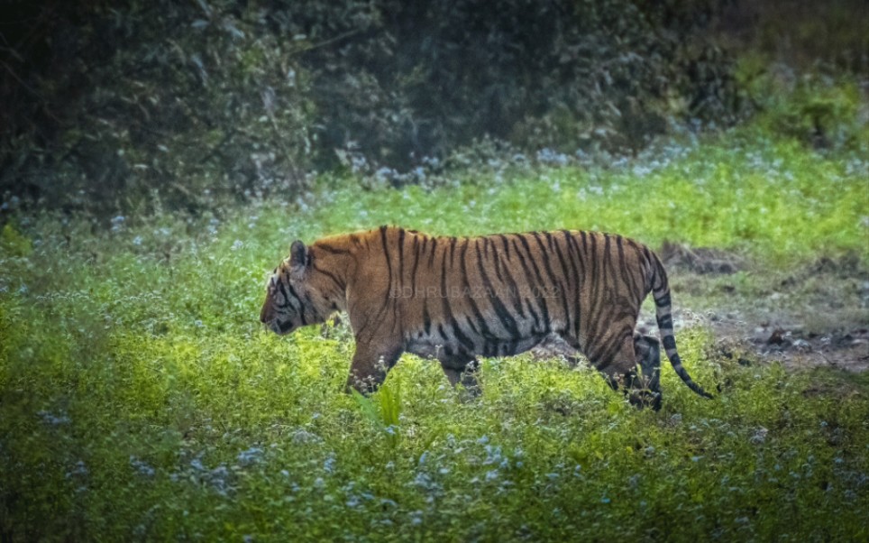 卡齐兰加科赫拉地区 强壮的虎王kazi 45