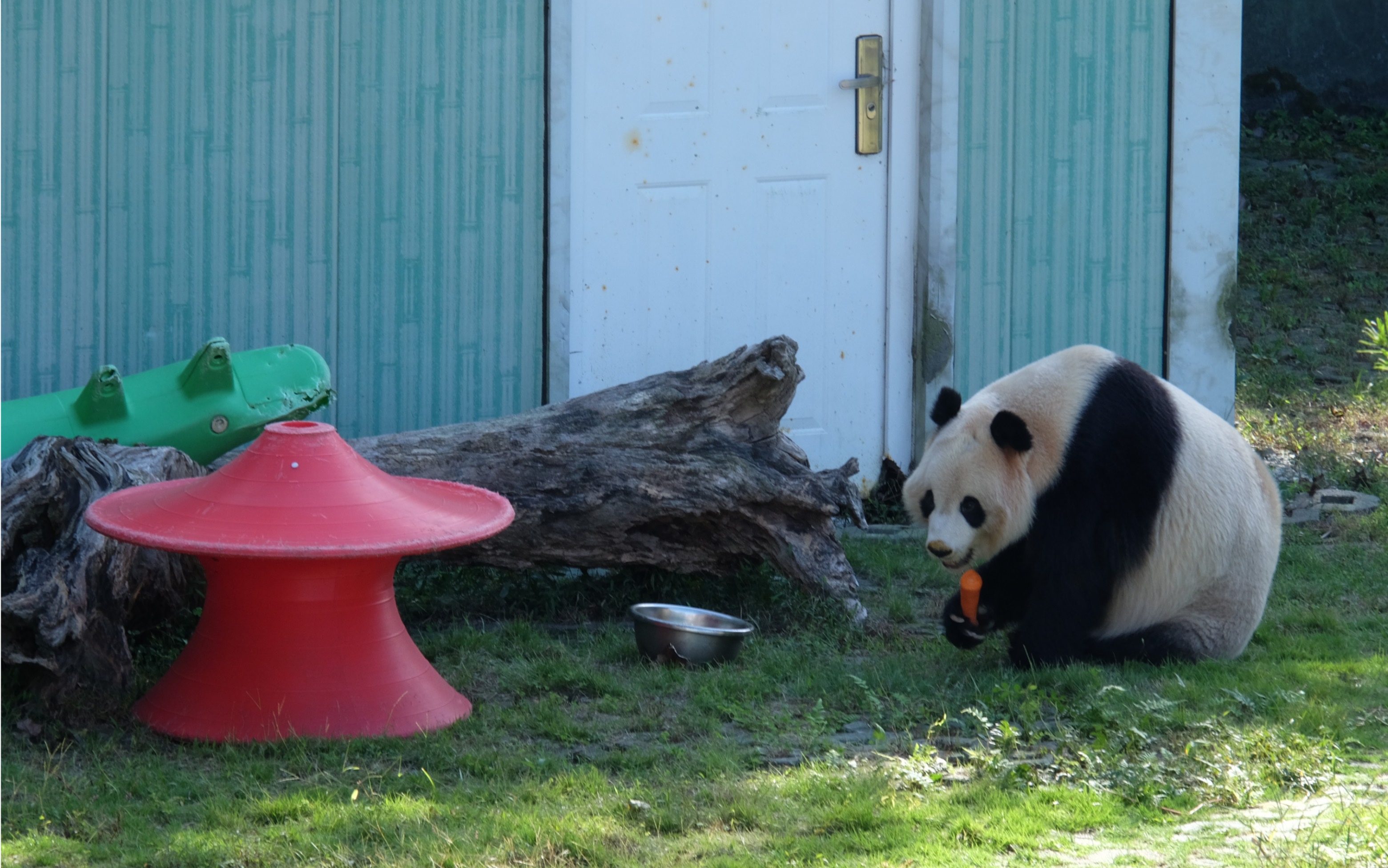 熊猫欢欢出生地点图片