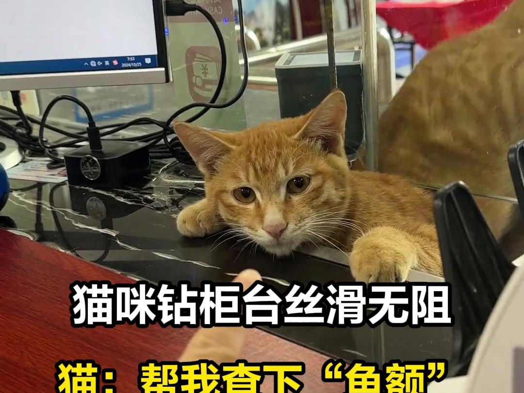 10月27日湖南,猫咪钻银行柜台丝滑无阻,猫:帮我查下“鱼额”谢谢哔哩哔哩bilibili