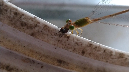 这就是蜻蜓吃苍蝇