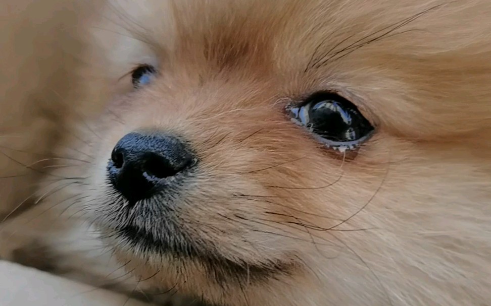 离开了妈妈,狗子眼泪汪汪