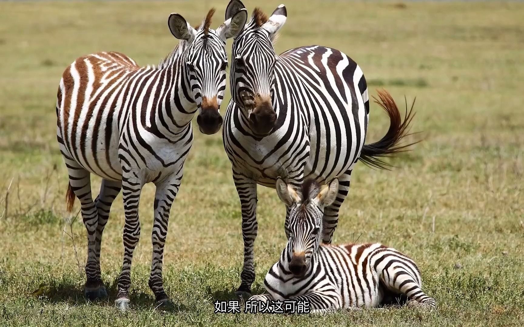 为什么斑马有条纹?Why do zebras have stripes?哔哩哔哩bilibili