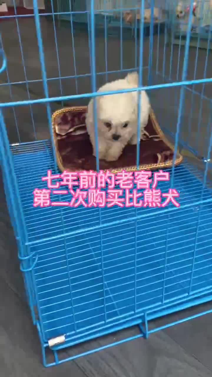 老客户第二次购买比熊犬,广州犬舍买狗哪里正规靠谱口碑好哔哩哔哩bilibili