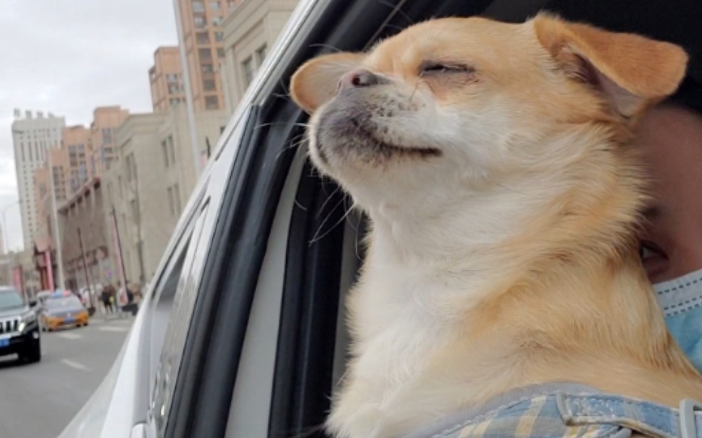 小狗可以有多享受吹风