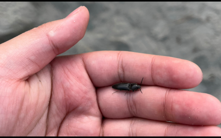 给20后玩一下我们小时候玩的叩头虫