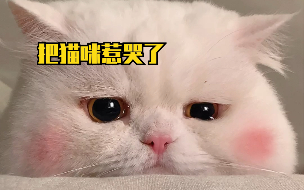 这么可爱的小猫咪怎么可以哭哭呢