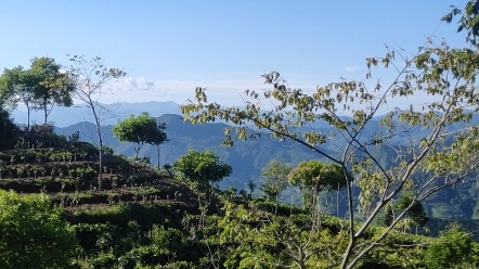 [图]在普洱的茶山