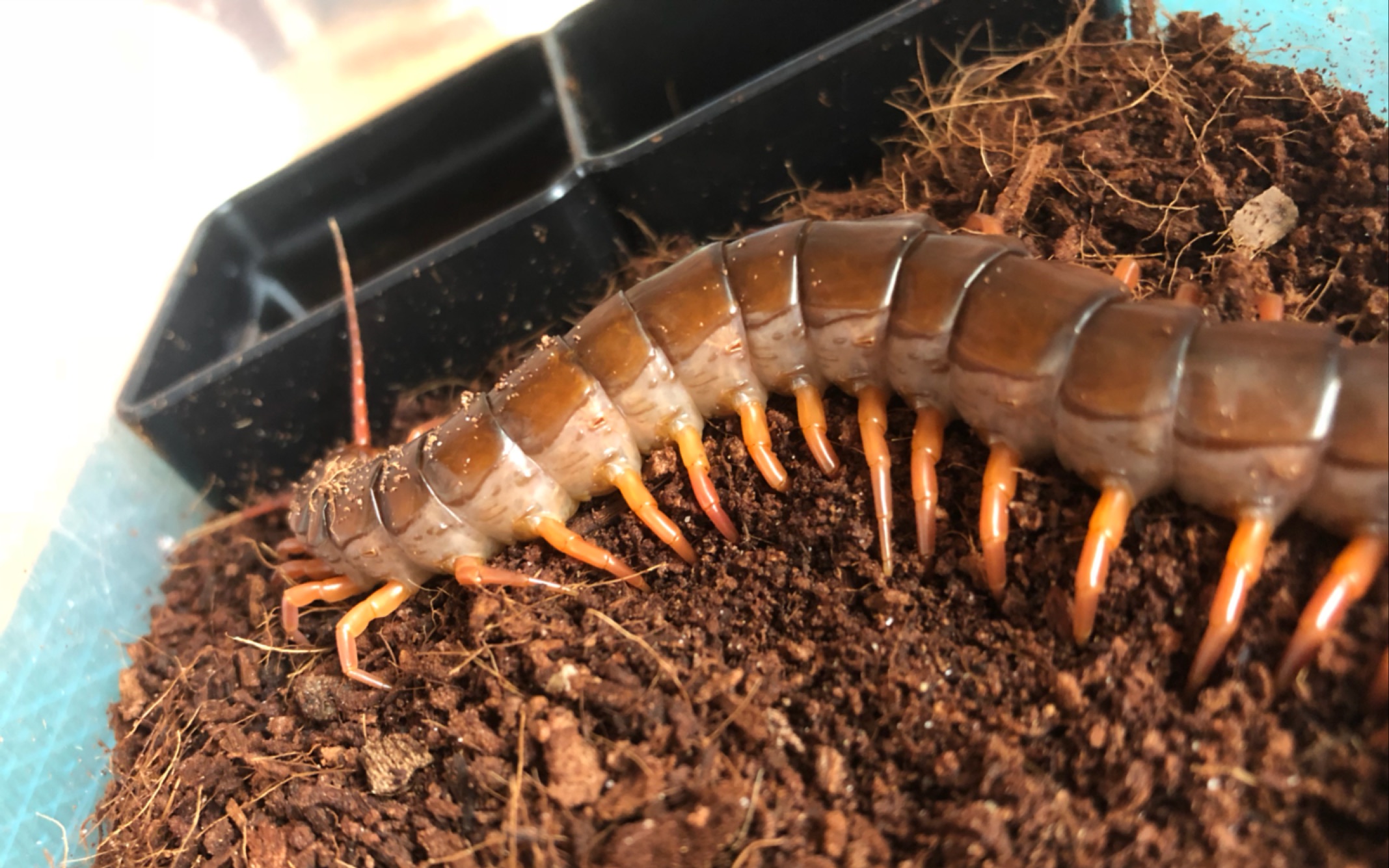 红龙蜈蚣换窝——终于从萌新小号盒搬出来了,怎么感觉还是小了,会不会