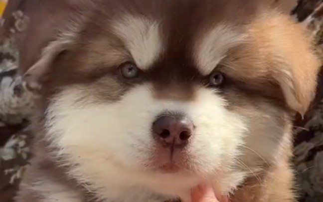 红十字阿拉斯加