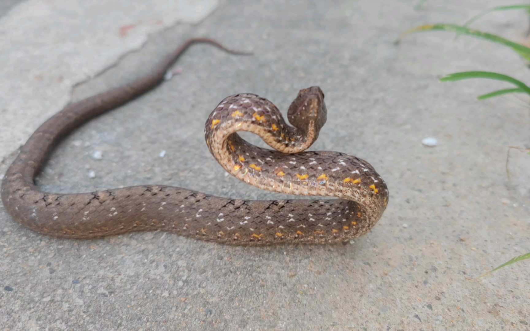 公路边再次遇到紫砂蛇～还非常凶!