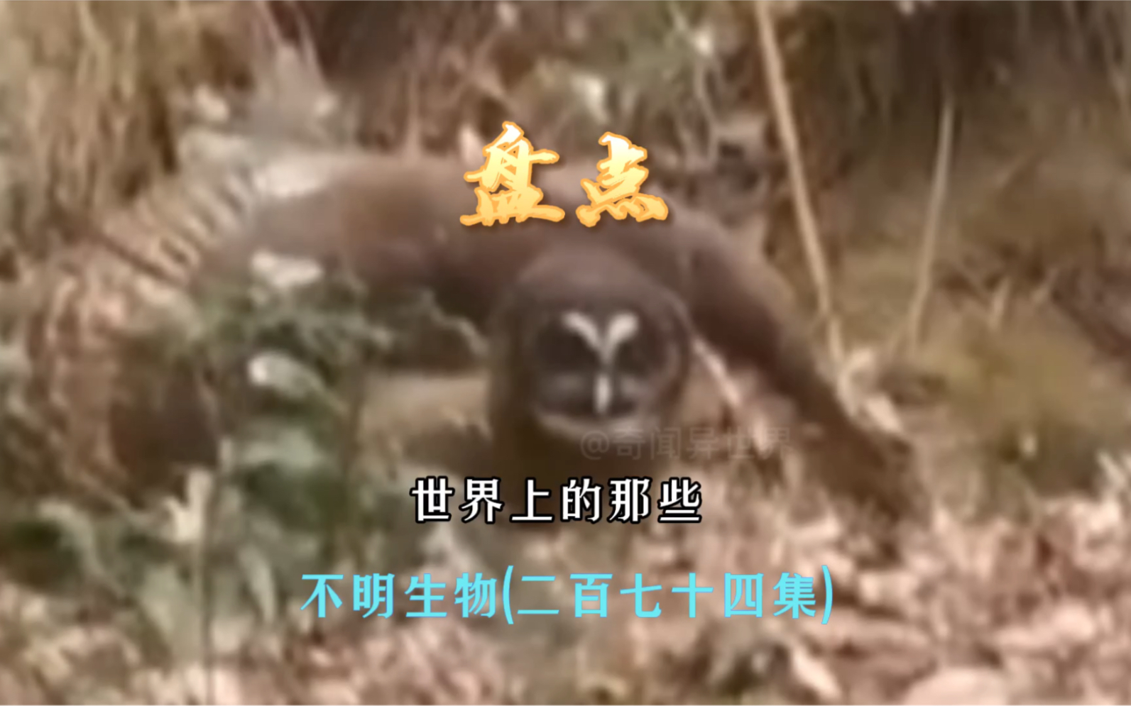 龙形生物再现!盘点世界上的那些不明生物274哔哩哔哩bilibili