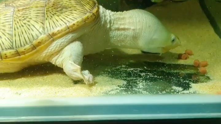 白化窄桥蛋龟深夜喂食