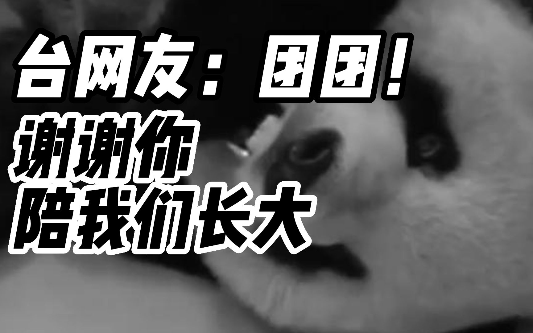 [图]大熊猫团团不幸离世，众多台网友不舍：谢谢你陪我们长大