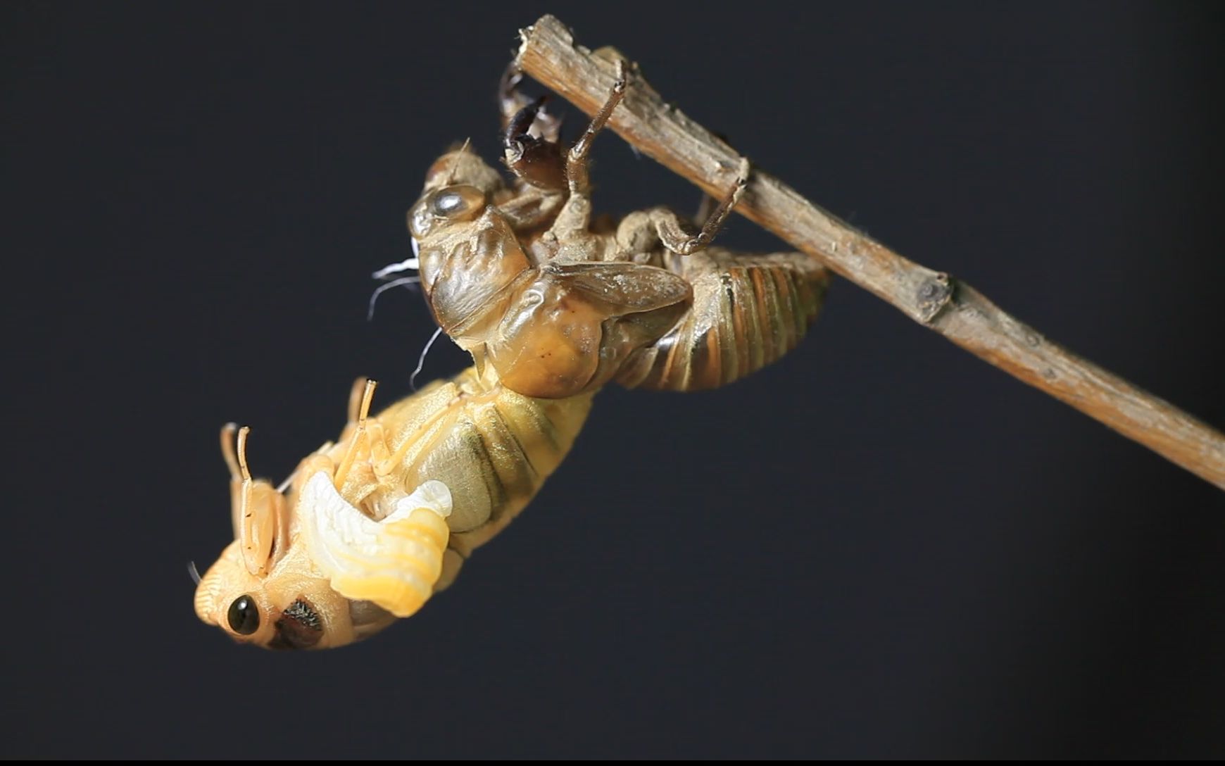 雄性黑蚱蝉羽化第2阶段2013年6月29日拍摄