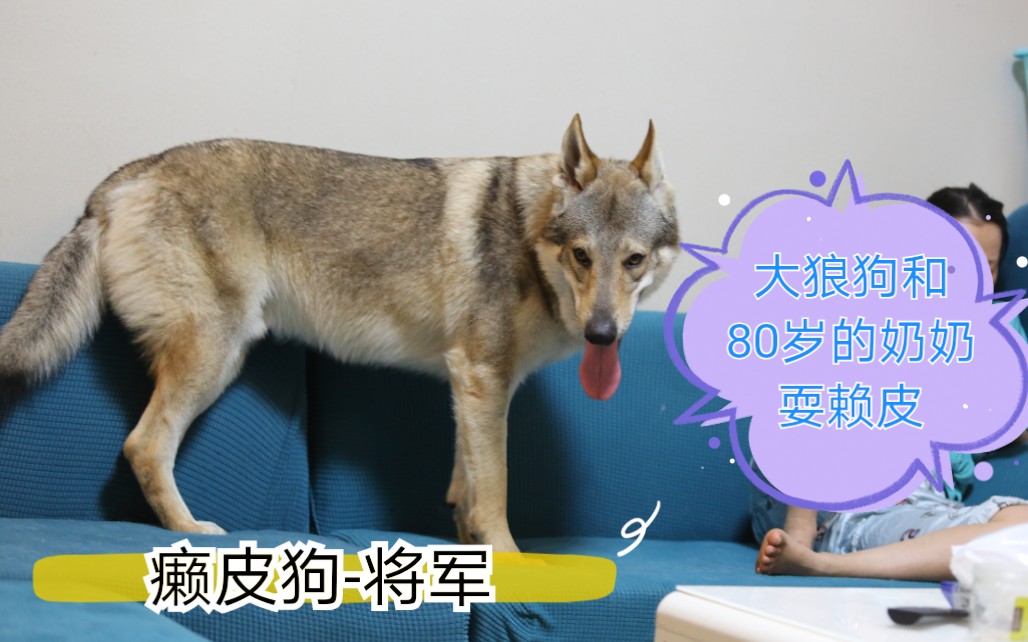 [图]【捷克狼犬】将军、夏天和我80岁的奶奶