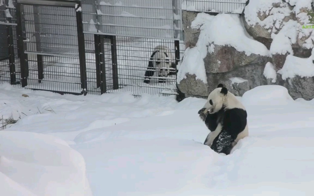 【艾赫泰里动物园】雪中吃东西的华豹,金宝宝短暂露面哔哩哔哩bilibili