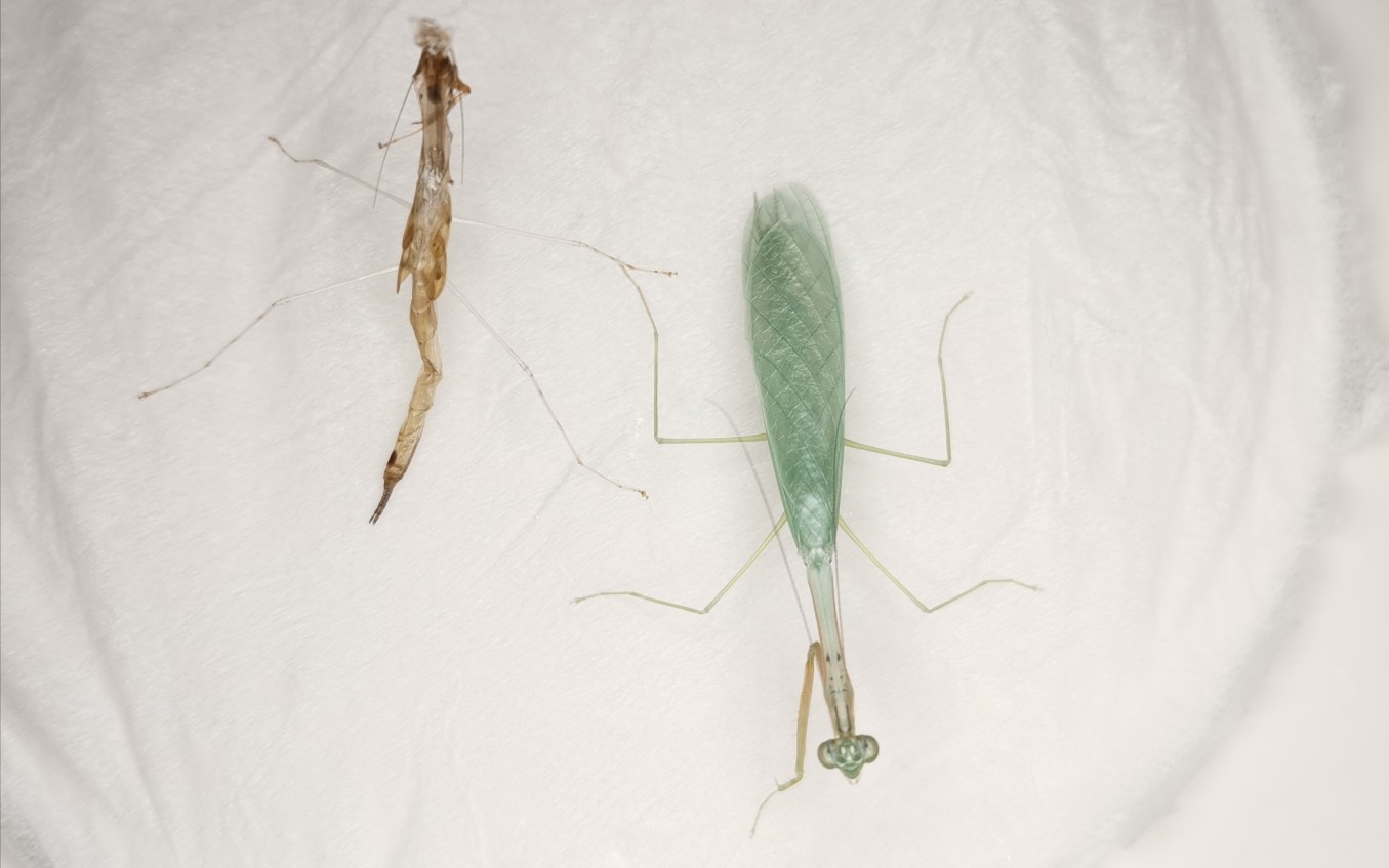 斑腿纤柔螳进食_哔哩哔哩 (゜-゜)つロ 干杯~-bilibili