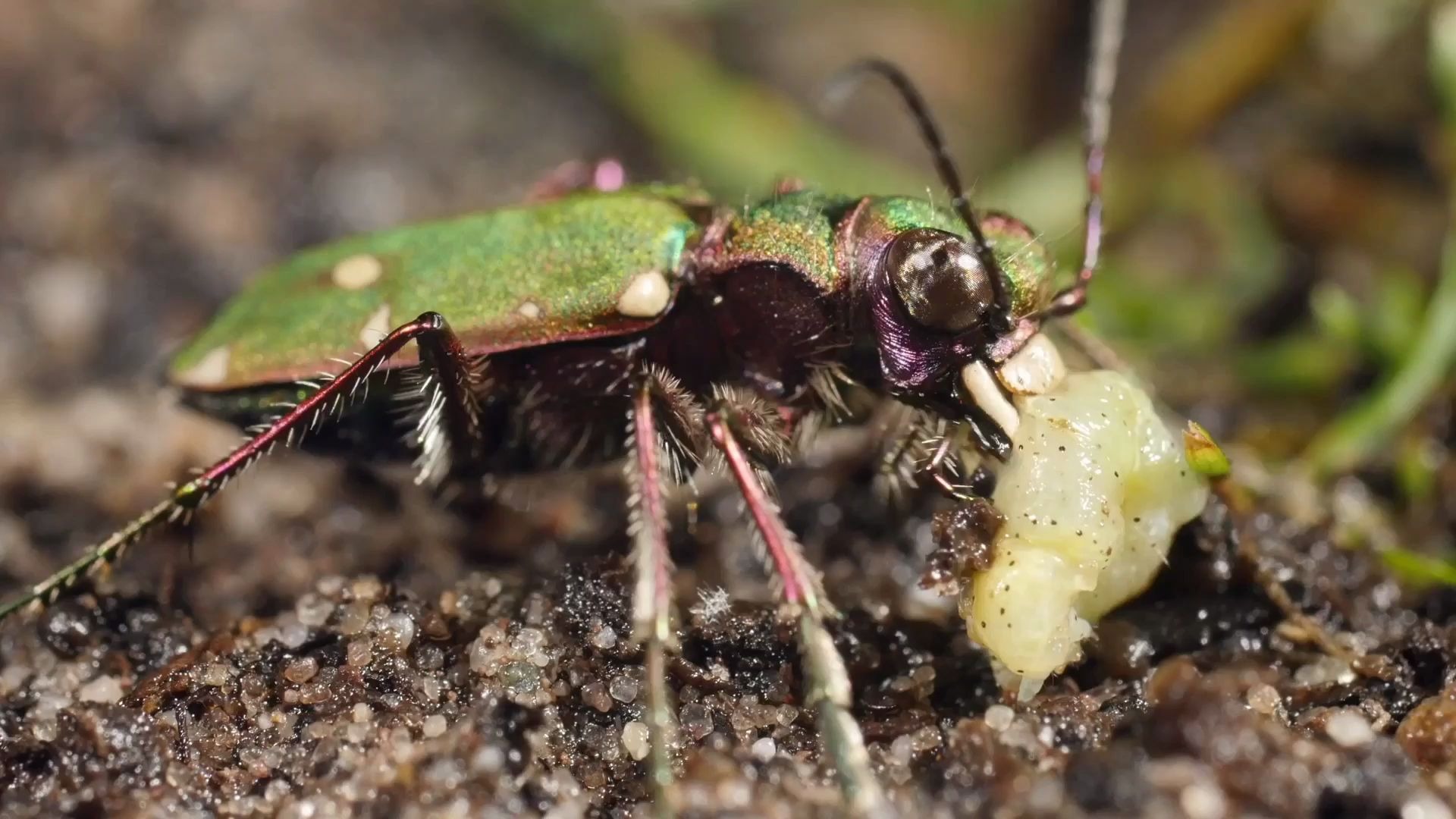 a794 2k畫質地球生物昆蟲鐵甲蟲生態環境保護大自然動