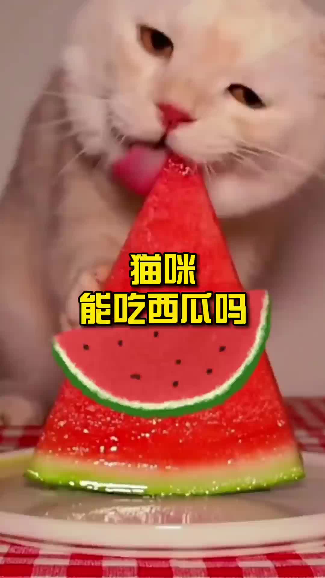 猫咪能吃西瓜吗哔哩哔哩bilibili