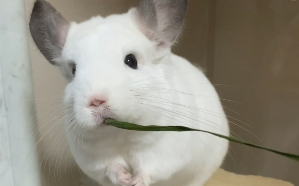 【龙猫元宝】一边吃一边发呆的龙猫