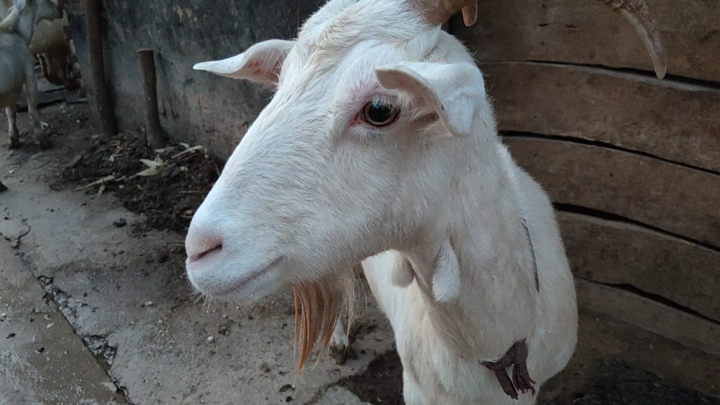 活动  漂亮小羊宝宝