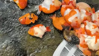 河北兰寿换水日记