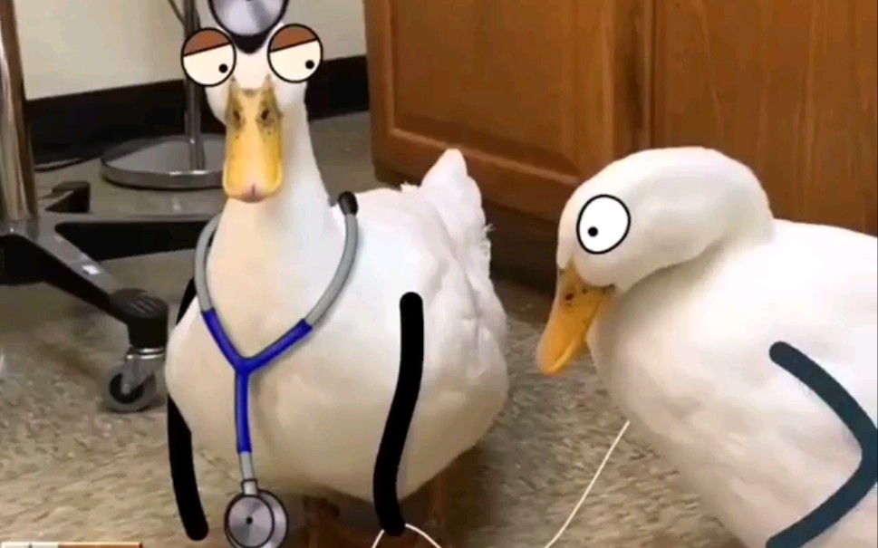 【搞笑的动物】周末开心一刻,两只搞笑的鸭子