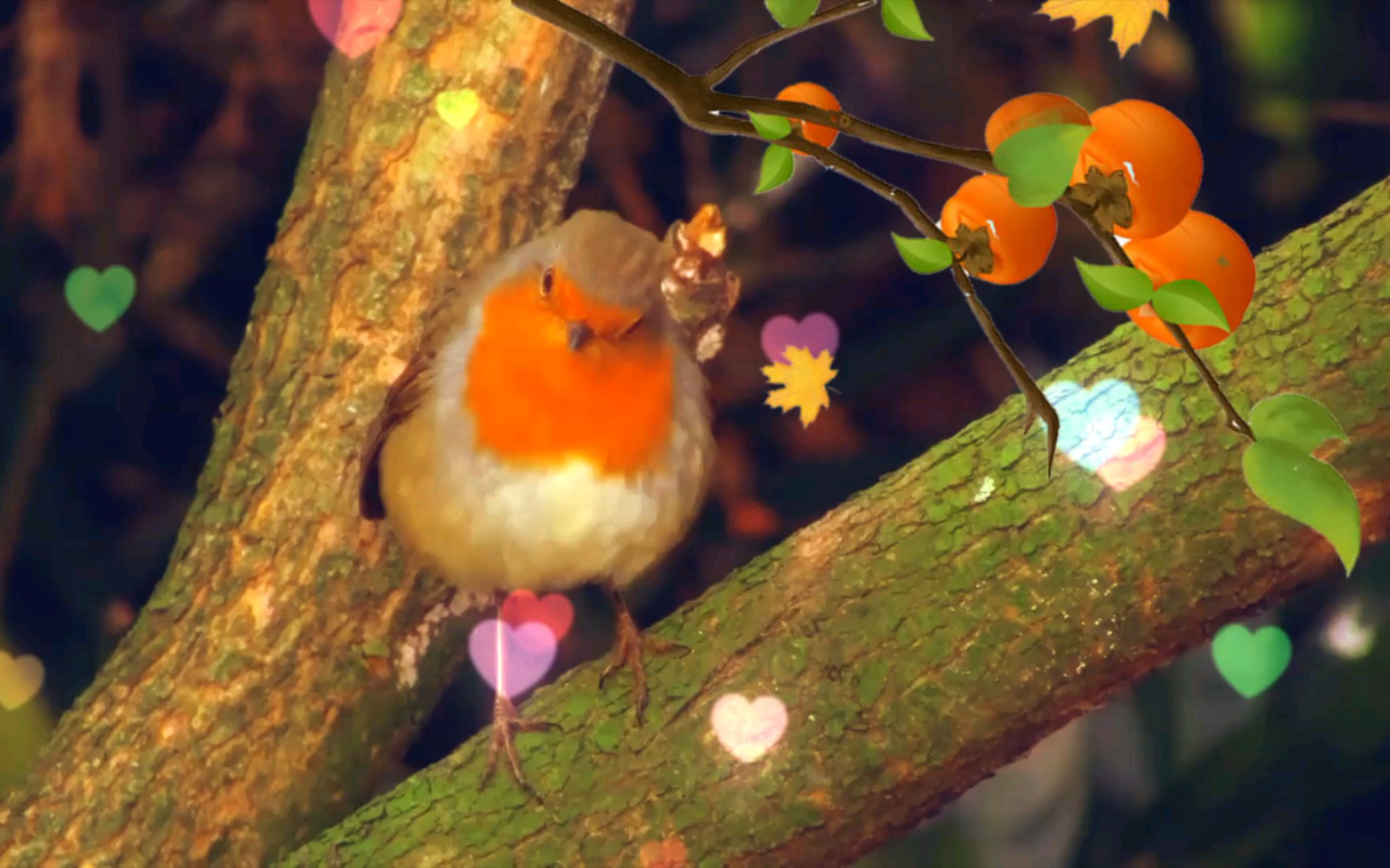 小鸟小可爱太漂亮了